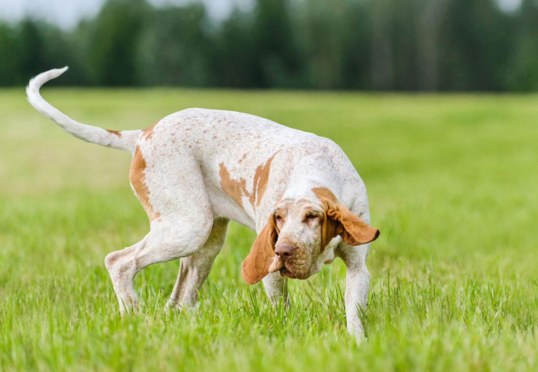 cane cerca preda