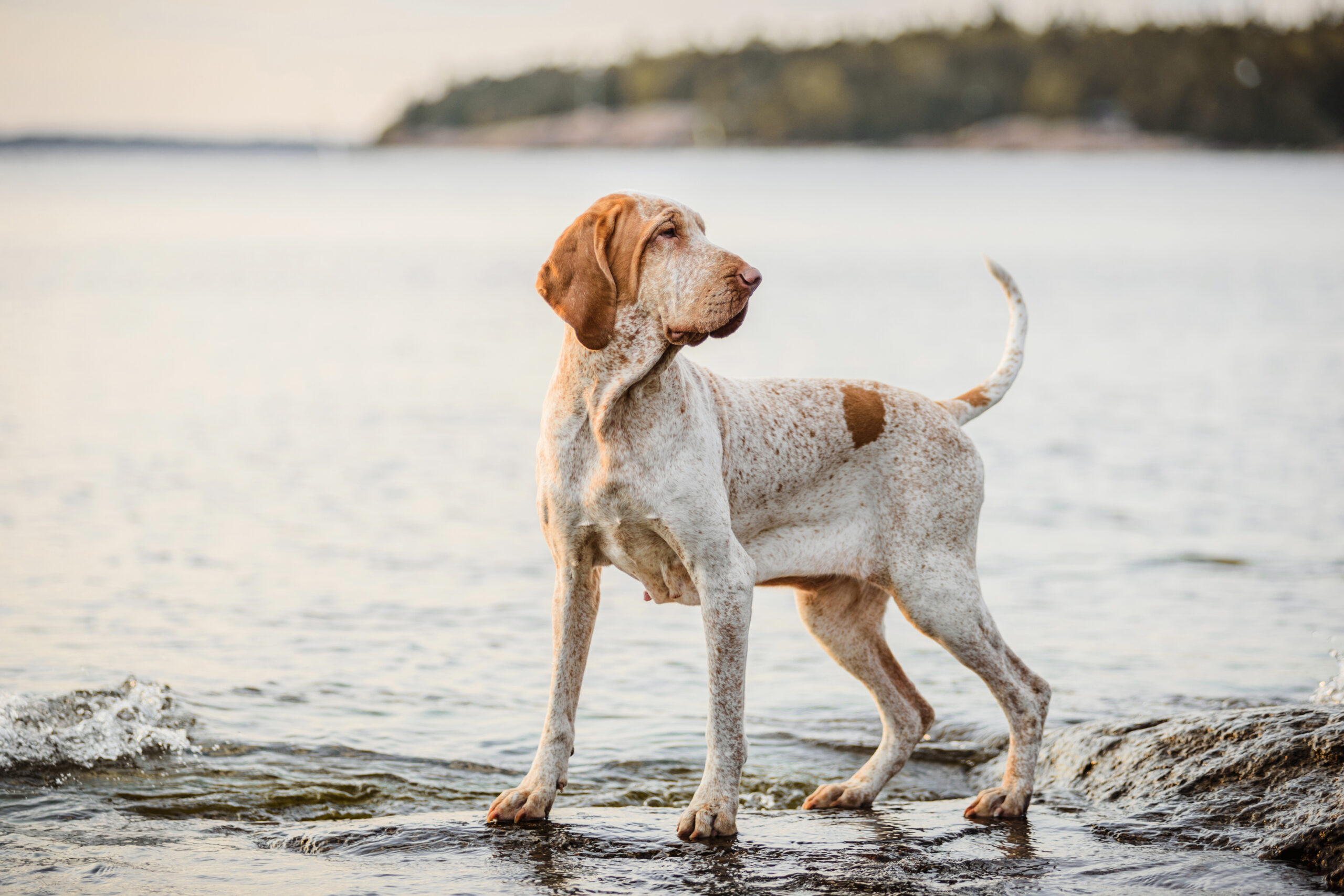 bracco italiano a mare