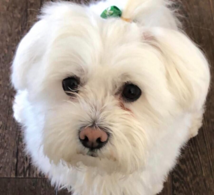 cane maltese pelo bianco candido