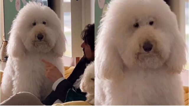 “Papà mi rimprovera? Non c’è problema, farò un’espressione dolcissima così smetterà!” Lui è il cane più furbo che c’è!