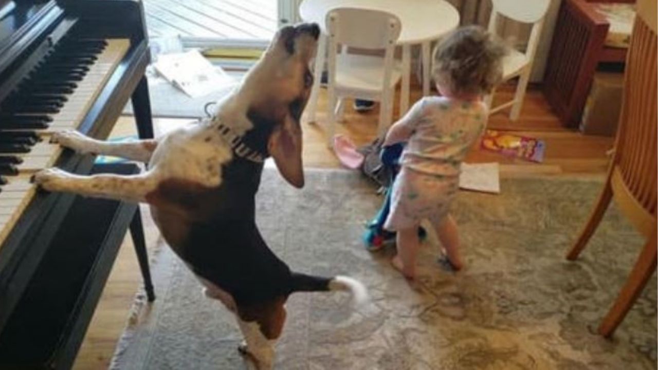 un cane che suona il pianoforte con la sua sorellina