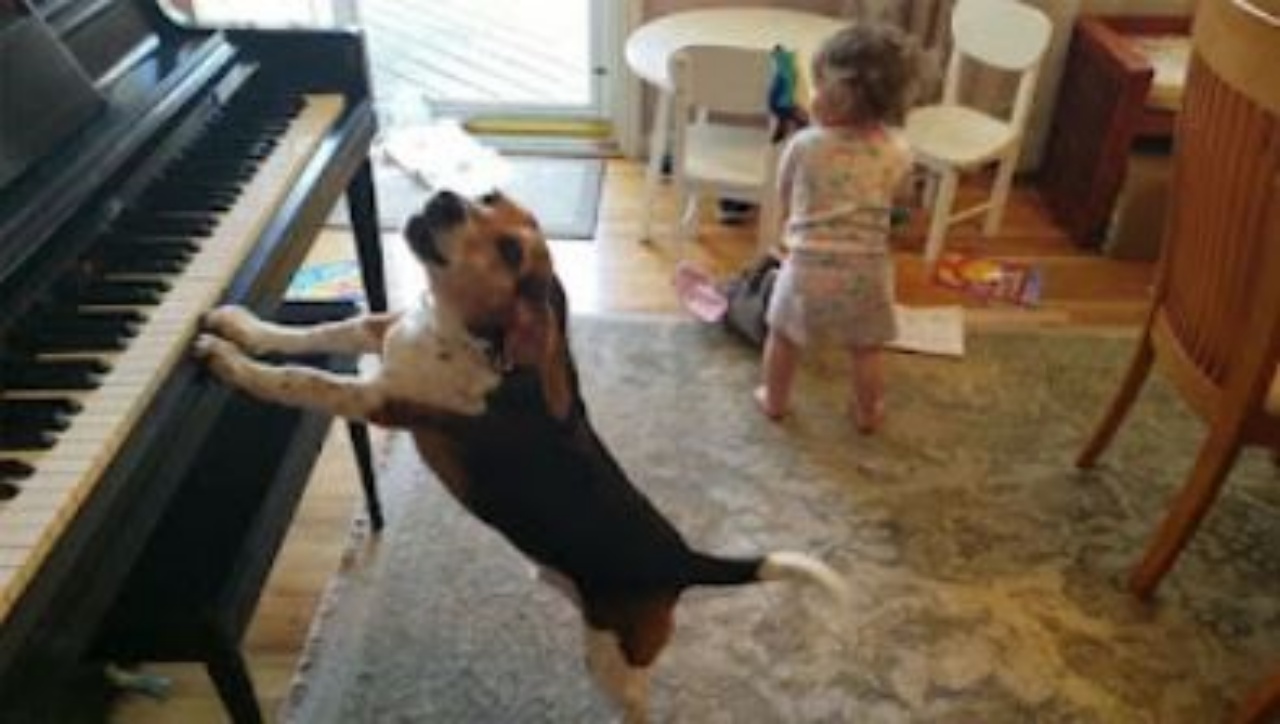 un Beagle che suona il pianoforte