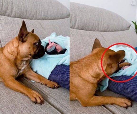 Un cane tiene la manina ad un bambino mentre dorme: la scena dolcissima scioglie il cuore