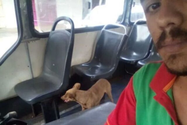 La cagnolina è salita su un autobus e ha viaggiato per 14 chilometri mentre i suoi proprietari cercavano di trovarla