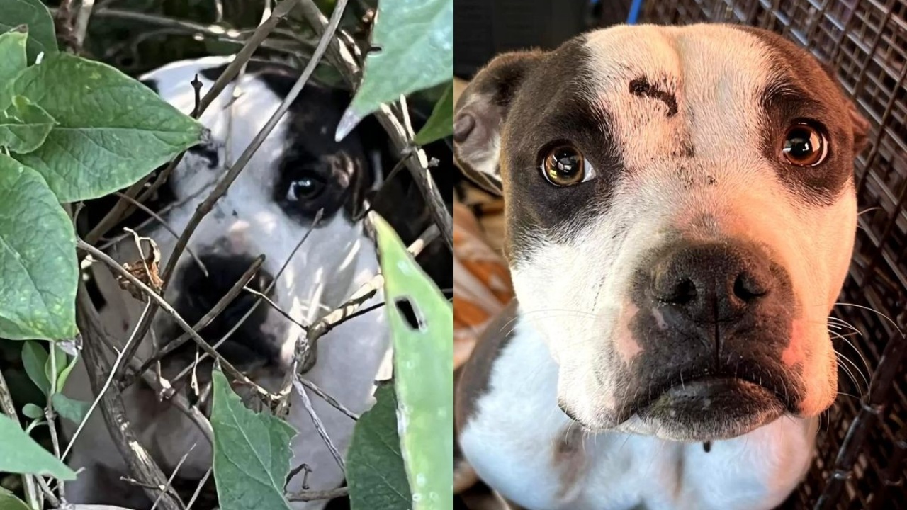 cagnolina abbandonata in un bosco