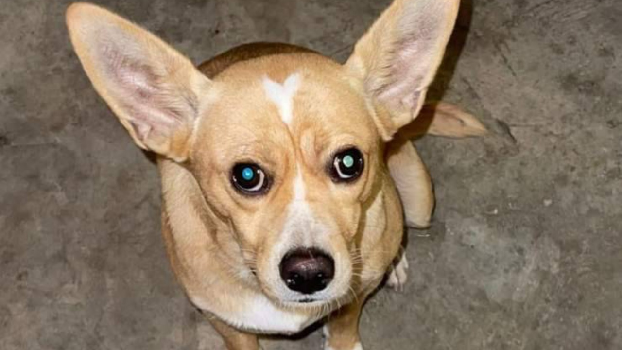 cagnolina marrone indifesa