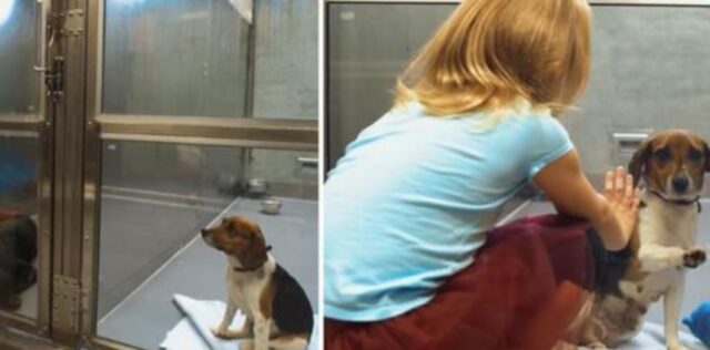 La cagnolina in canile viene ignorata da tutti, finché una bambina non le sorride