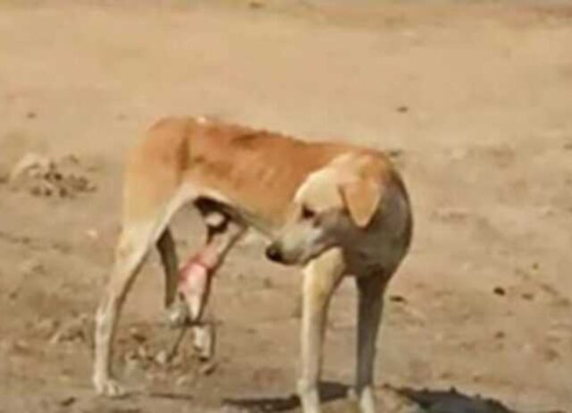 Ha camminato per giorni con una zampa in trappola: la cagnolina randagia ha vissuto un grande dolore