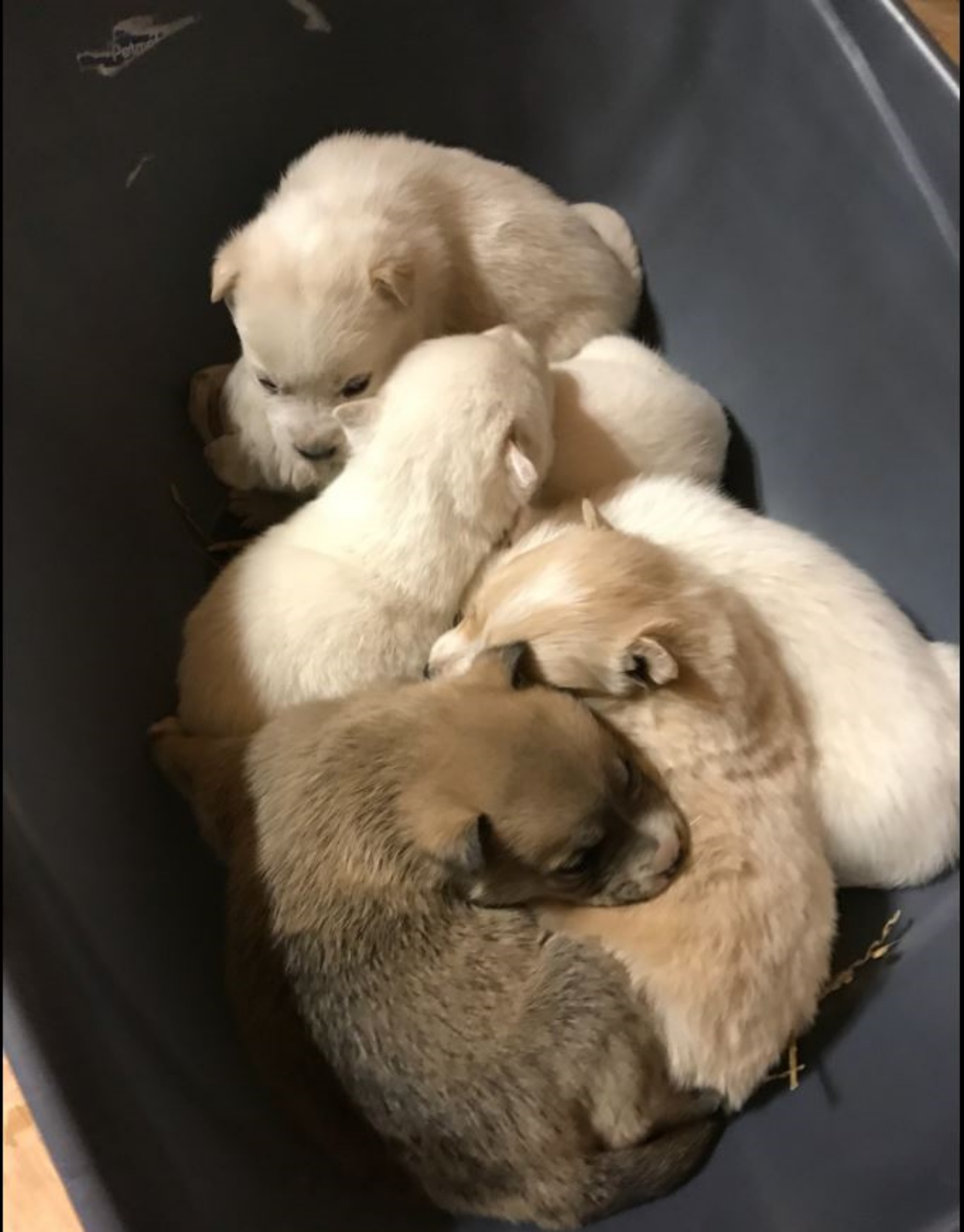 6 cuccioli di cane nati da poco