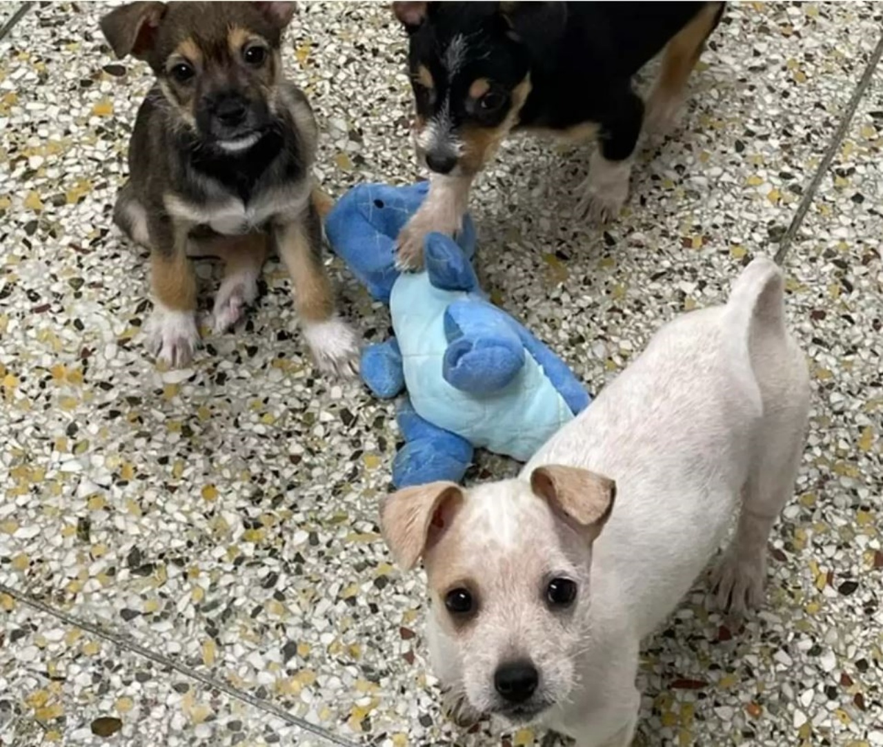 Tre cani che giocano insieme con un peluche