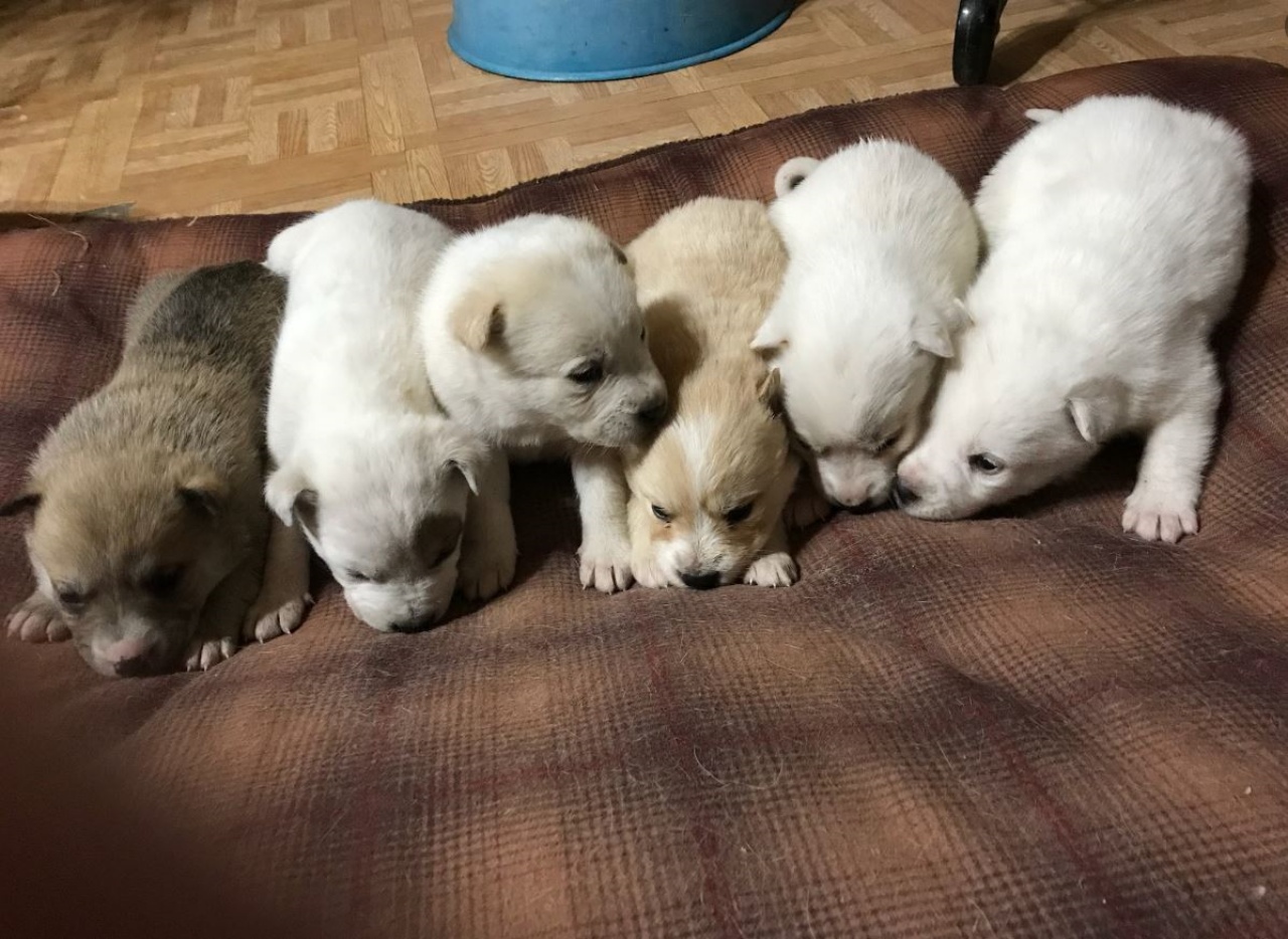 dei cuccioli di cane sopra ad una coperta
