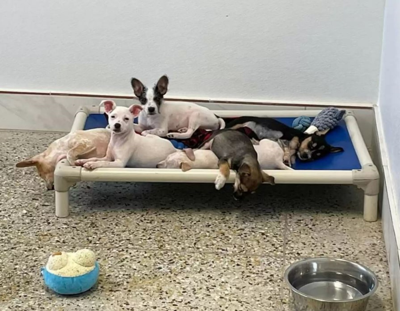 Dei cani che si rilassano insieme su un lettino
