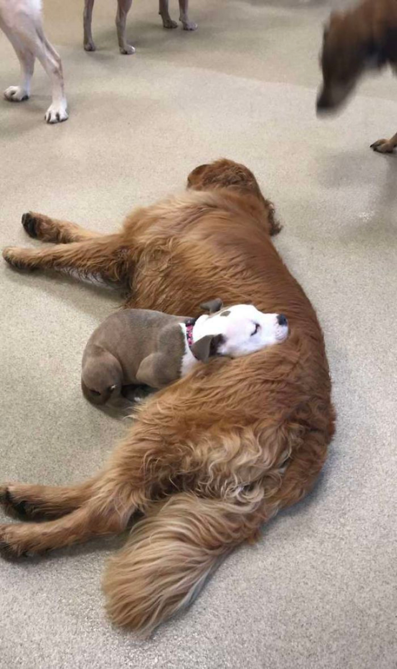 cagnolino che dorme su un cane