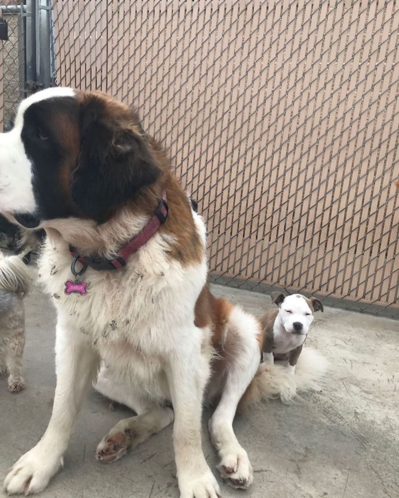 cagnolino sulla coda di un cane