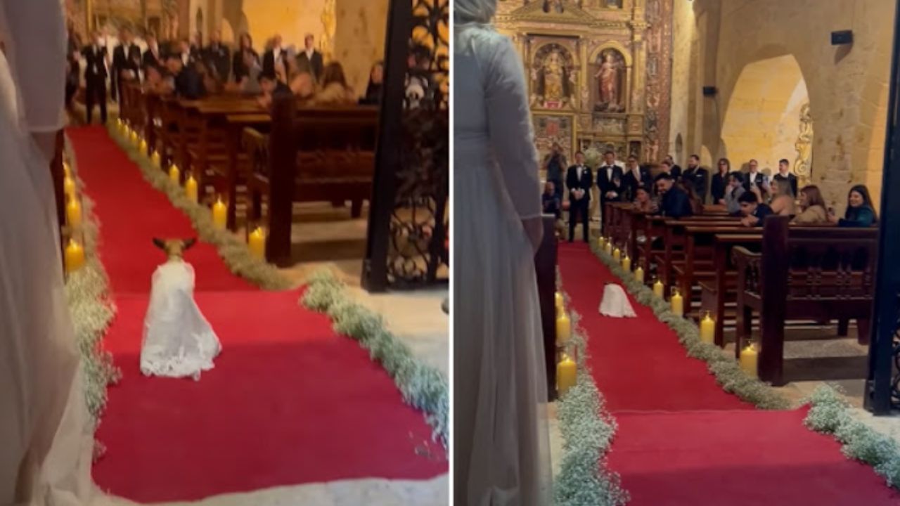 cagnolino al matrimonio