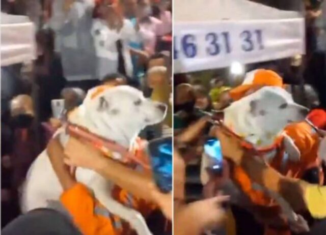 Un intero popolo organizza una grande festa per celebrare il ritorno di un cagnolino scomparso (VIDEO)