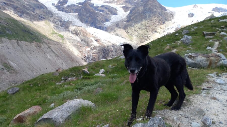 cagnolina erba verde