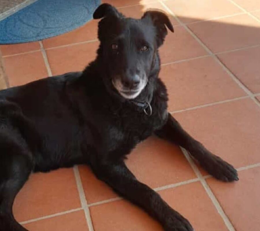 cagnolina rita meticcia