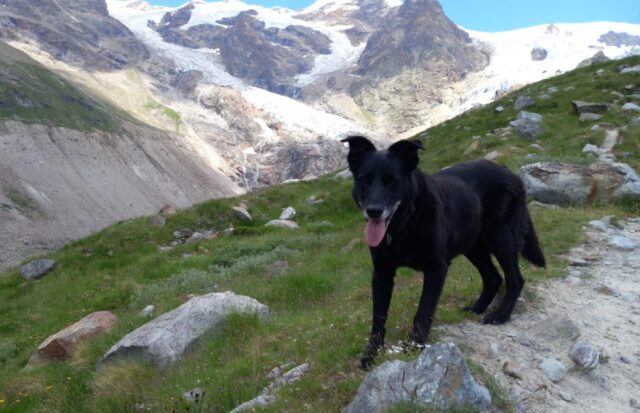 Caluso, allontanatasi da casa, questa cagnolina di nome Rita si perde, l’amica a 4 zampe ha bisogno di aiuto