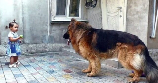 La bimba salva un cane enorme e spaventoso dalla strada: nessuno lo amava, lui cercava la felicità