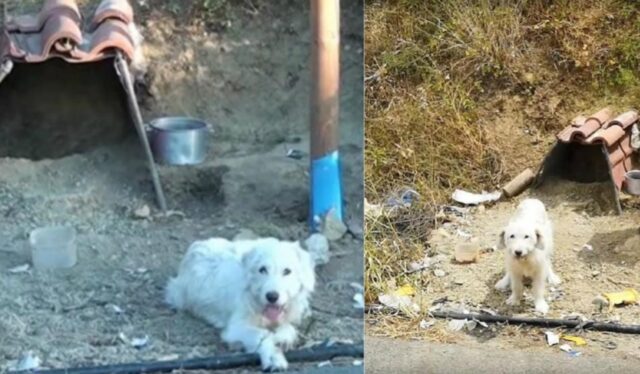 Questo cane aspetta il suo umano sulla curva che gli ha tolto la vita più di un anno e mezzo fa