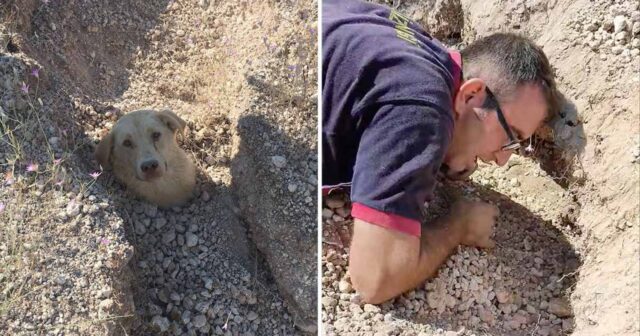 Era stata sepolta mentre i suoi cuccioli la chiamavano, ma alla fine mamma cane è salva