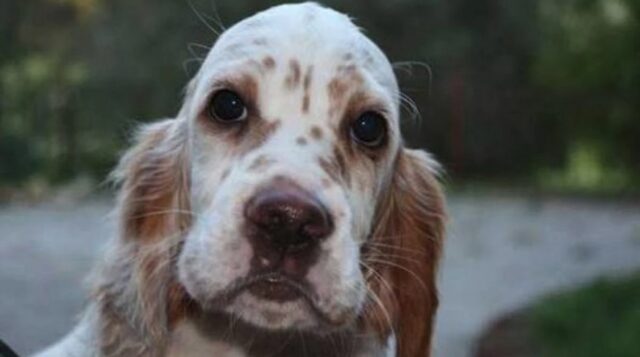 cane setter ucciso