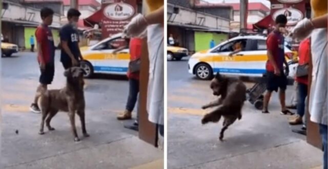 Il cane impara a eseguire un trucchetto per riuscire a sorprendere tutti e ottenere da mangiare