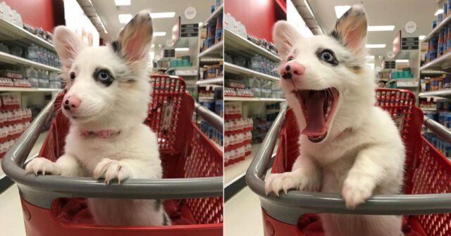 Il cane viene portato al supermercato e passa la giornata più felice della sua vita