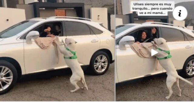 Il cane è così felice di rivedere la sua amica umana che quasi sale in auto usando il finestrino