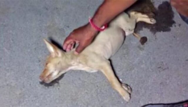 Tutti dicevano che non si sarebbe salvata e non valeva la pena soccorrerla, ma la cagnolina non si voleva arrendere