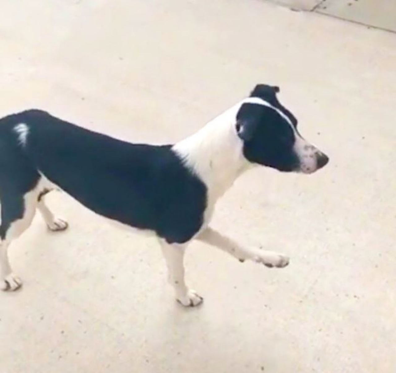 Un cane che alza una zampa