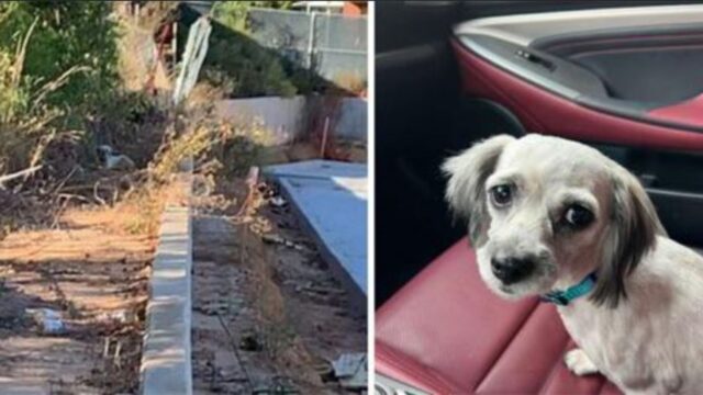 Il dottore trova questo cagnolino in un cimitero e risolve un mistero di lunga data