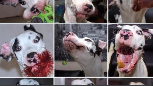 Lo chiamano “Il cane dalle mille facce” e adesso sappiamo il perché