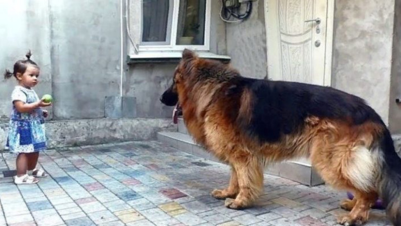 cane e bimba insieme