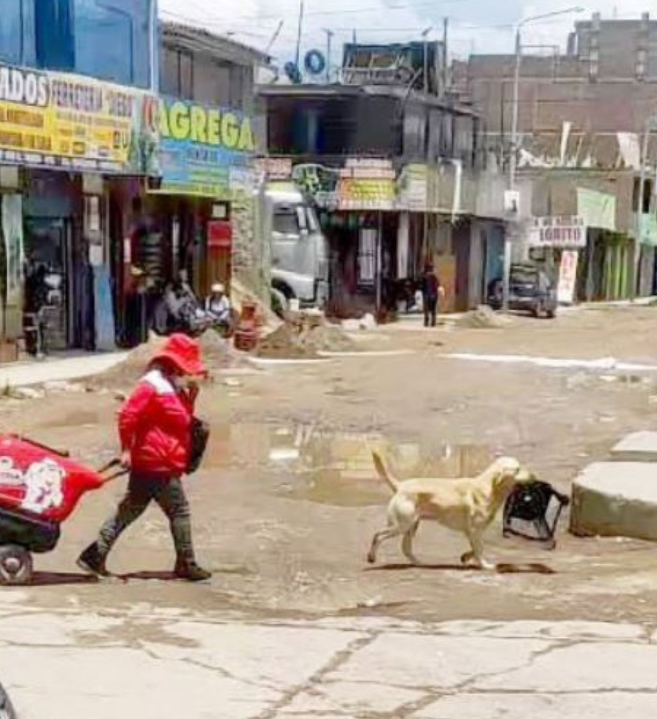 Un cane di nome Boris che porta la sedia insieme al suo papà adottivo che porta un carrellino