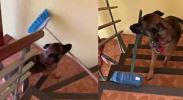 Lui è Arturo, il cane super efficiente famoso su TikTok per aiutare la sua famiglia con le pulizie