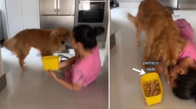 Il Golden Retriever dal cuore d’oro preferisce aiutare la sua padrona invece di mangiare i suoi biscottini