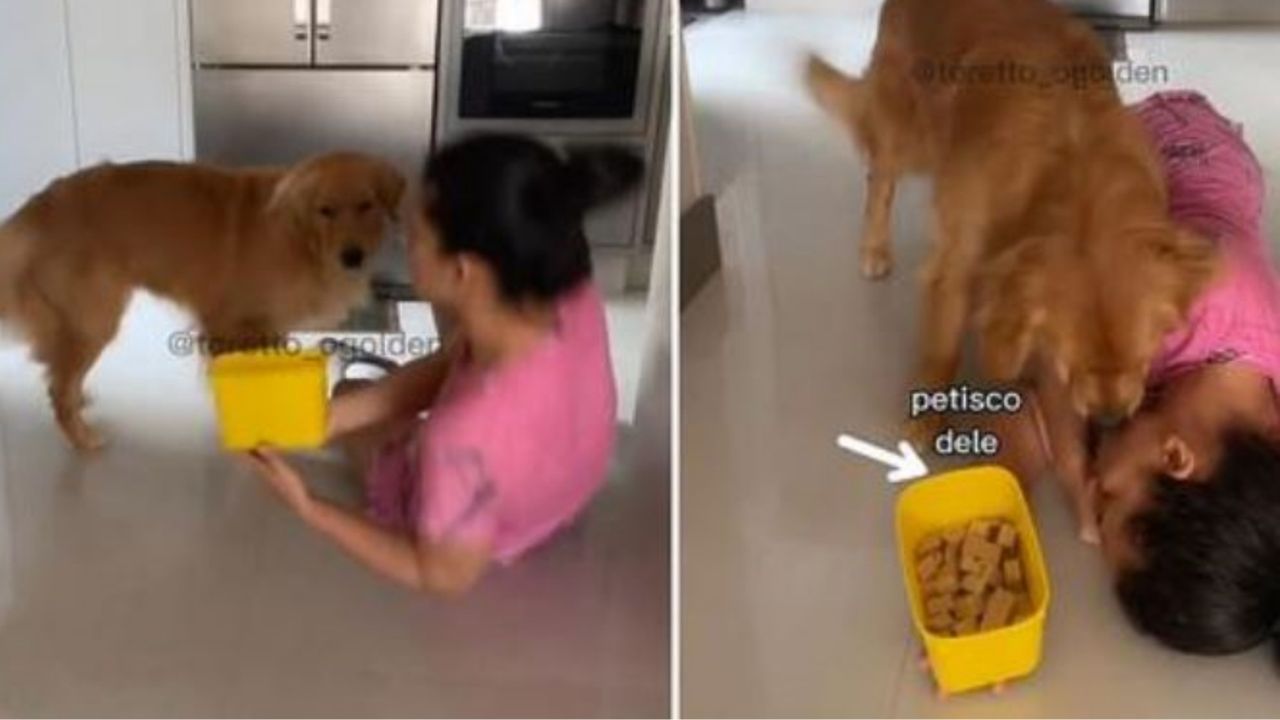 Un cane Golden retriever con la sua mamma adottiva
