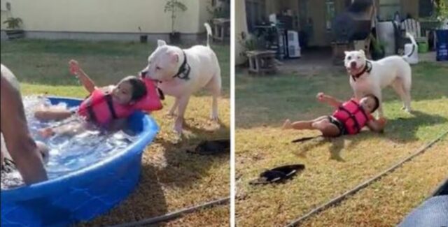 Il cane crede che la sua piccola amica umana stia affogando e la “salva” dalla piscina