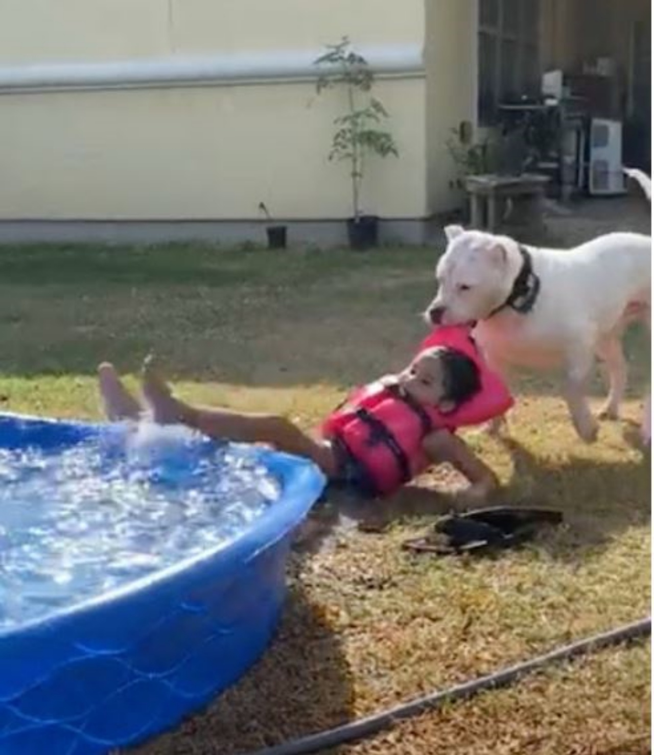 Un cane che afferra una bambina e la trascina fuori dalla piscina