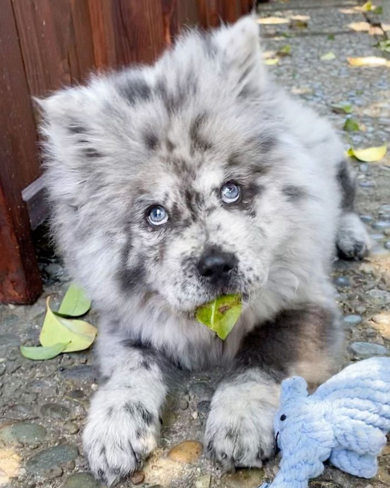 cane con occhi di ghiaccio