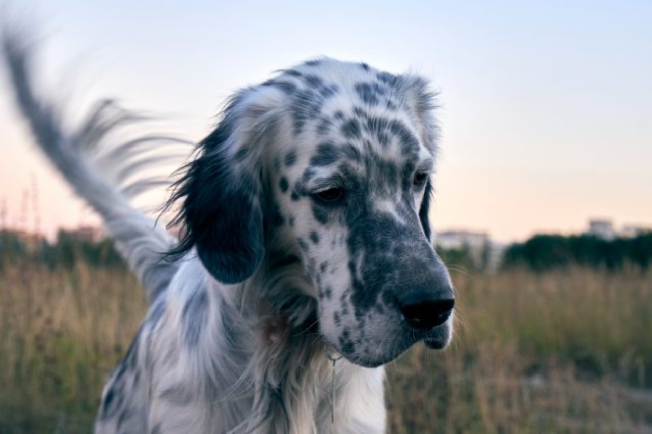 cane setter ucciso da un uomo