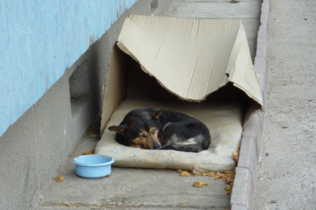 cane che dorme in una scatola