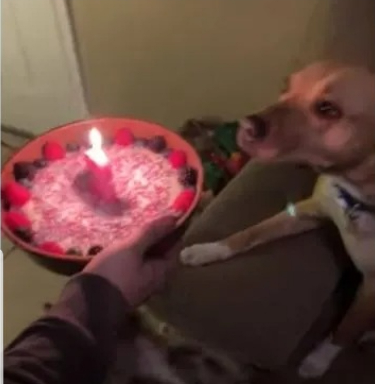 cane con una torta