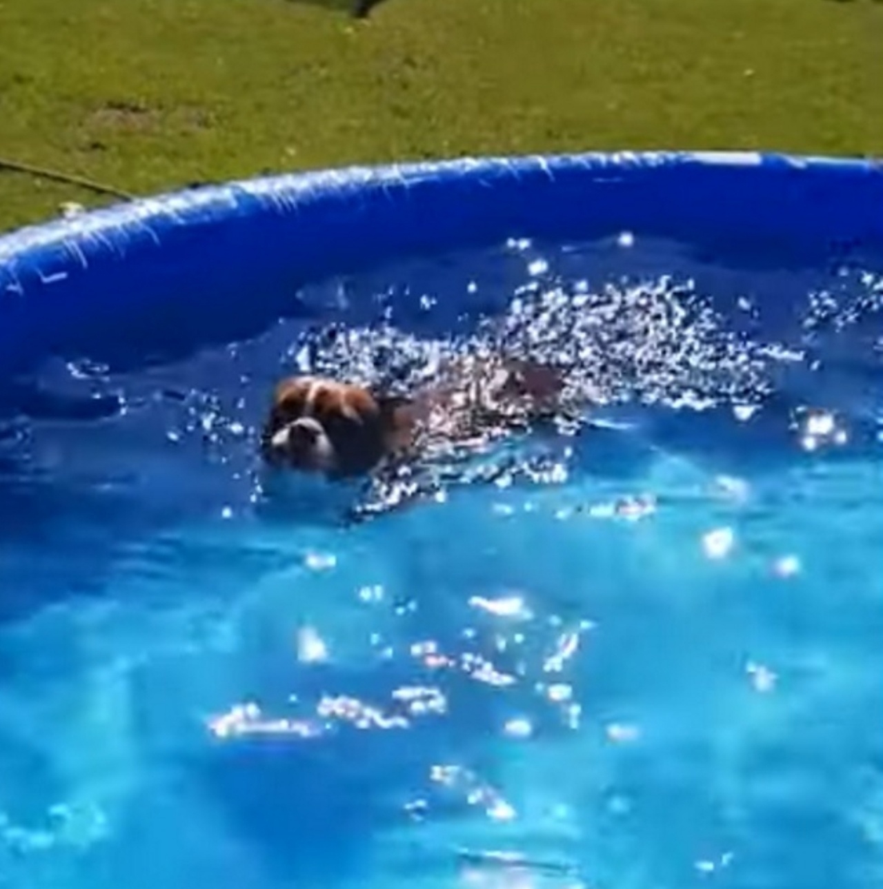 cane in piscina