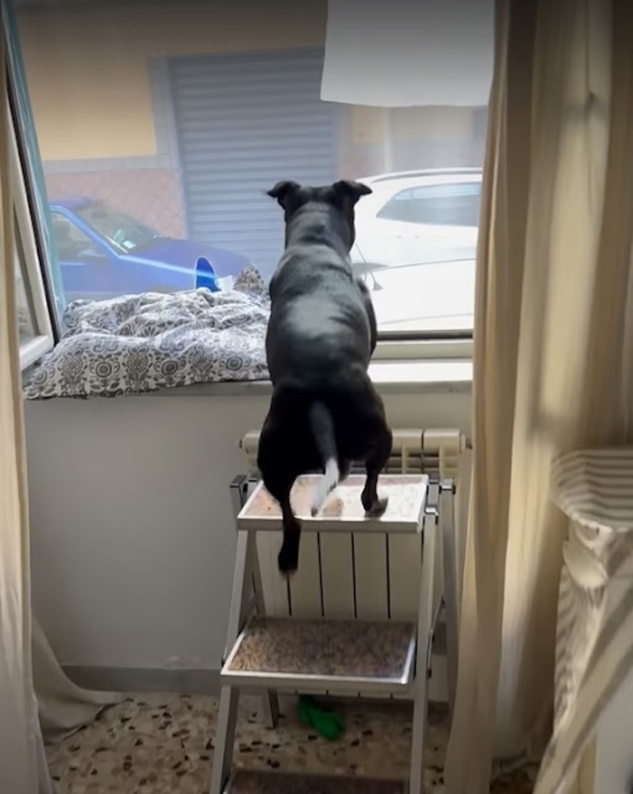 cane guarda dalla finestra