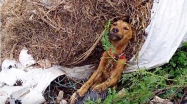Viveva sul ciglio della strada: questo cane non sapeva che lo aspettava un bellissimo futuro