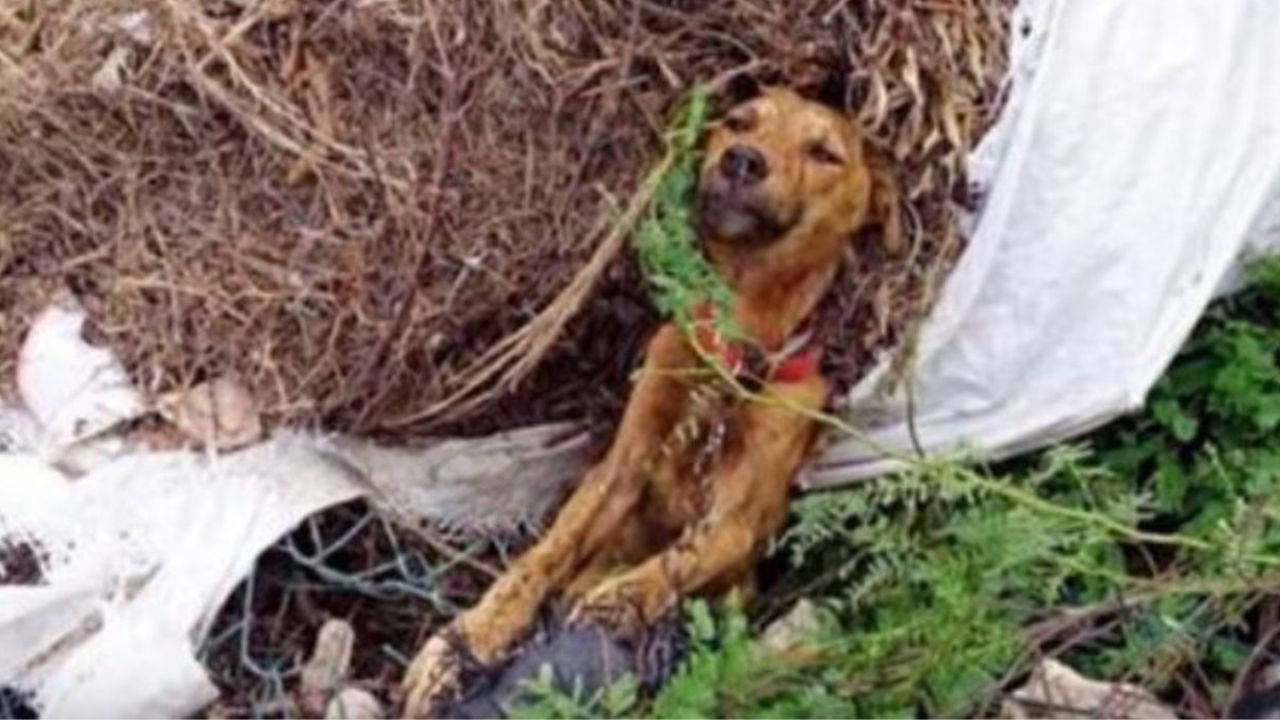 Un cane gettato in mezzo ai rifiuti
