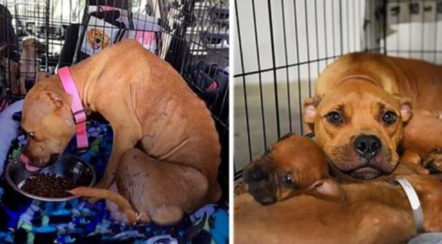 La cagnolina non aveva più forze, ma è riuscita a portare sotto il portico i suoi piccoli